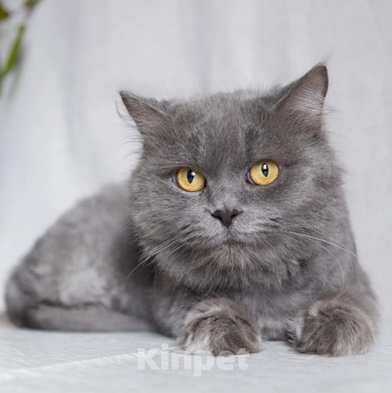 Кошки в Москве: Спасите Женеву из бабкиной квартиры Девочка, Бесплатно - фото 3