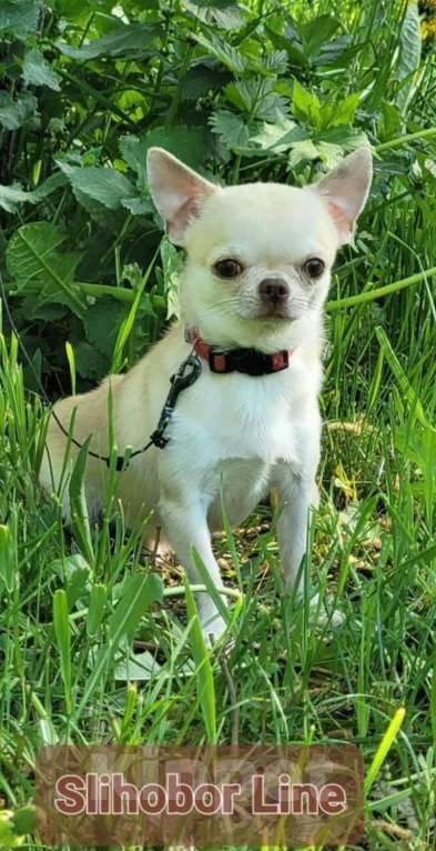 Собаки в Москве: Кобель Чихуахуа для вязки Мальчик, Бесплатно - фото 2