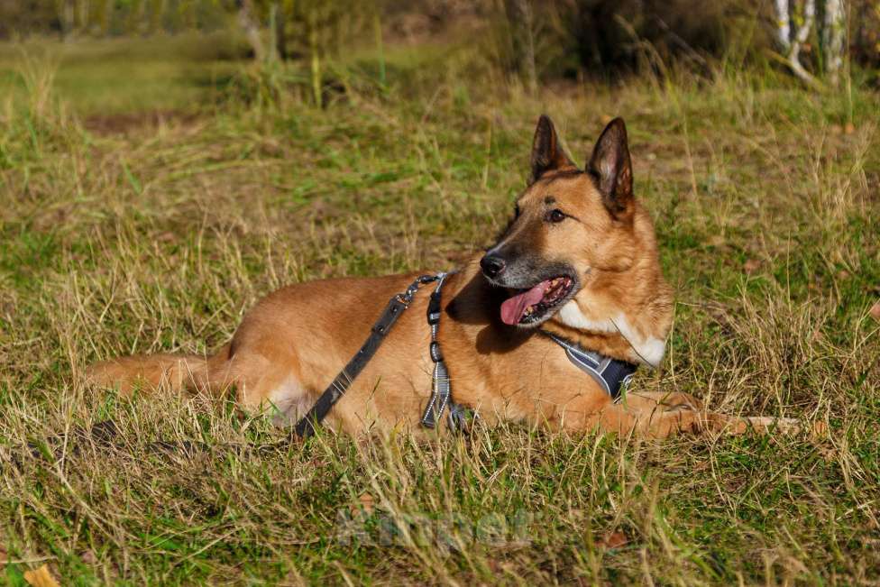 Собаки в Москве: Настоящий мушкетёр Мальчик, Бесплатно - фото 3