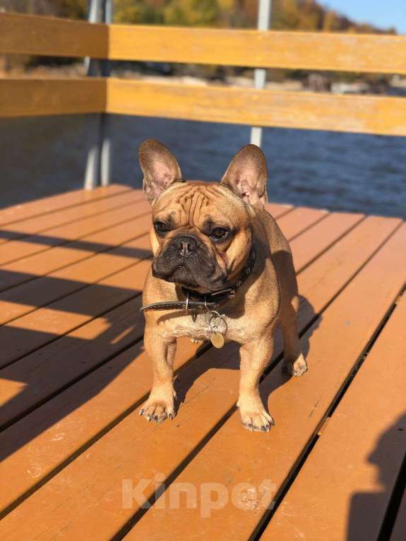 Собаки в Казани: Французский бульдог, вязка Мальчик, Бесплатно - фото 2