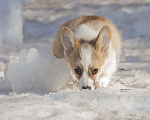 Собаки в Белоозёрском: Вельш корги пемброка щенок Девочка, 100 000 руб. - фото 4