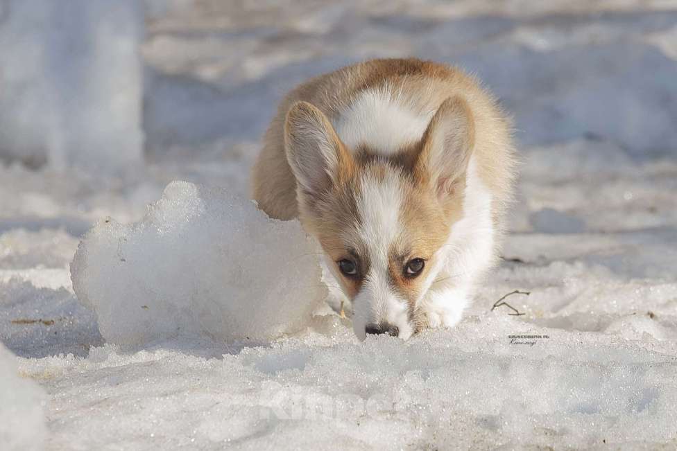 Собаки в Белоозёрском: Вельш корги пемброка щенок Девочка, 100 000 руб. - фото 4