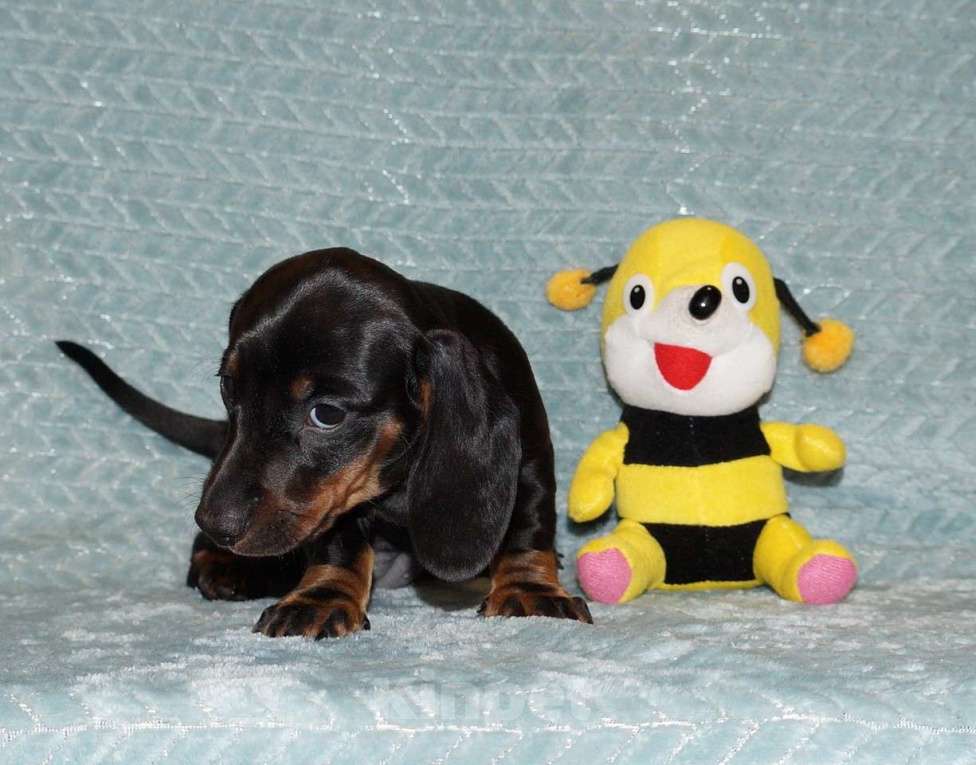 Собаки в Иваново: Такса стандартная г-ш. РКФ Девочка, 50 000 руб. - фото 7