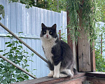 Кошки в Петрозаводске: Молодая беспородная кошка Девочка, Бесплатно - фото 2