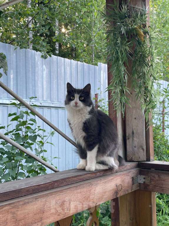 Кошки в Петрозаводске: Молодая беспородная кошка Девочка, Бесплатно - фото 2