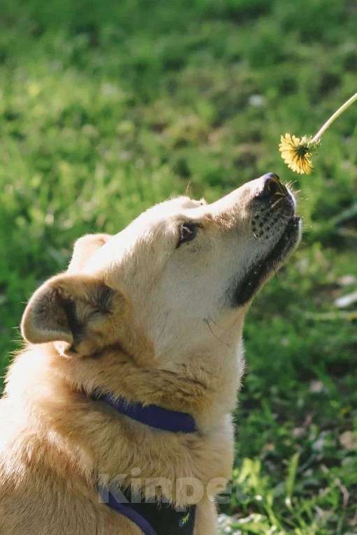 Собаки в Москве: Собака Бим из приюта в добрые руки Мальчик, Бесплатно - фото 2