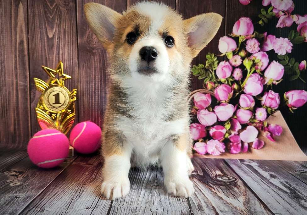 Собаки в Мценске: Девочка Дарси Блю Девочка, 50 000 руб. - фото 6