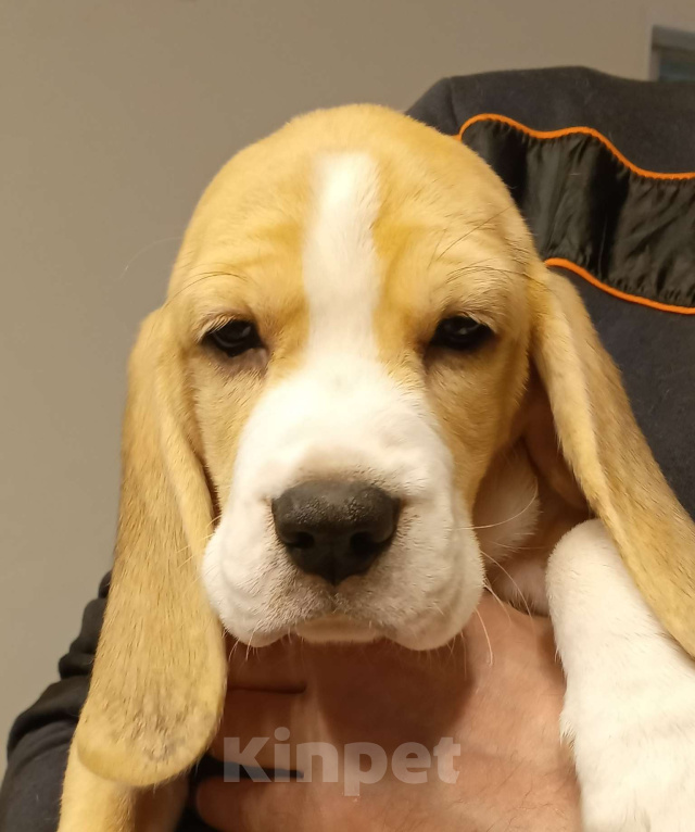 Собаки в Котласе: Щенки бигля Девочка, 50 000 руб. - фото 1