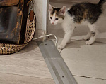 Кошки в Тюмени: Отдам котенка  Девочка, Бесплатно - фото 3
