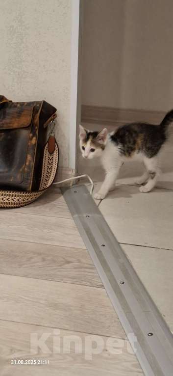 Кошки в Тюмени: Отдам котенка  Девочка, Бесплатно - фото 3