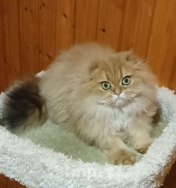 Кошки в Москве: Золотой мраморный хайленд котик Мальчик, 15 000 руб. - фото 6