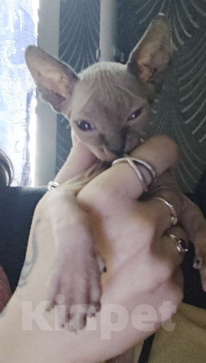 Кошки в Люберцах: Котята канадских сфинксов Мальчик, 5 000 руб. - фото 7