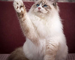 Кошки в Наро-Фоминске: невские маскарадные котята Мальчик, 50 000 руб. - фото 3