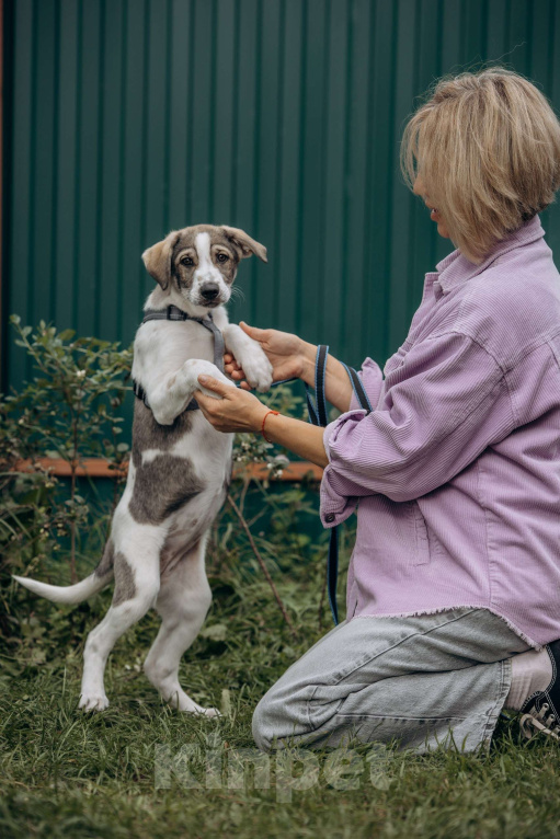 Собаки в Москве: Щенок в добрые руки бесплатно. Собака ищет дом Девочка, Бесплатно - фото 6