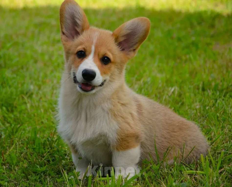 Собаки в Москве: Корги Мальчик, 49 999 руб. - фото 6