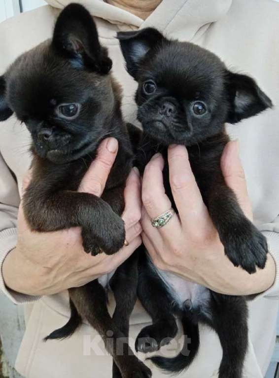 Собаки в Туле: метисы Девочка, Бесплатно - фото 1