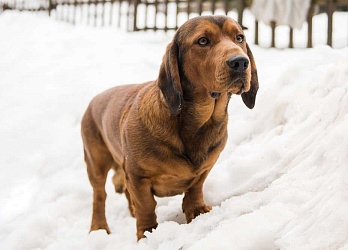 Альпийская таксообразная гончая