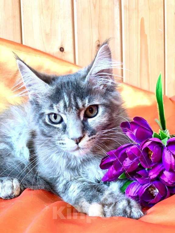 Кошки в Челябинске: 🔥🔥🔥 КОТЯТА МЕЙН-КУН ПОЛИДАКТ И КЛАССИКА Девочка, Бесплатно - фото 2
