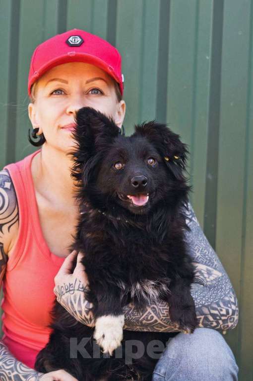 Собаки в других городах Московской области: Малыш Симба в дар Мальчик, Бесплатно - фото 2