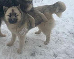 Собаки в Пушкино: Пропала собака Девочка, 5 000 руб. - фото 2