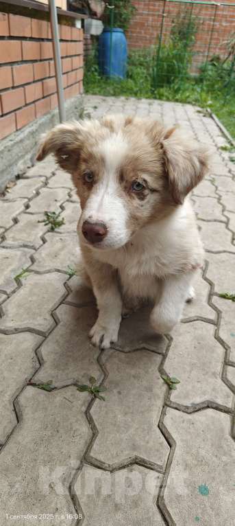 Собаки в Новосибирске: Щенок Бордер Колли  Мальчик, Бесплатно - фото 5