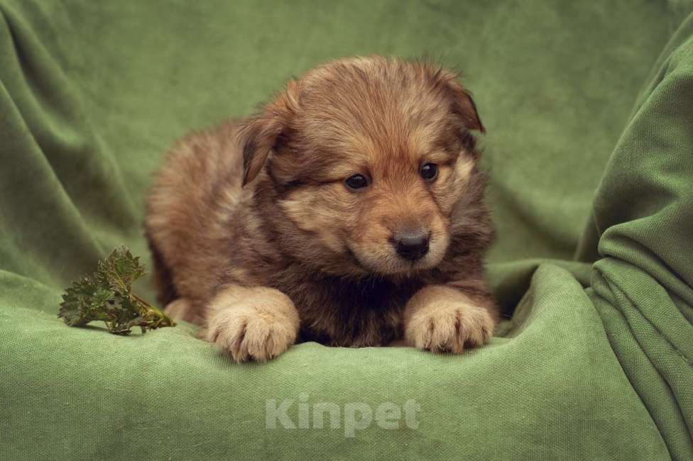 Собаки в Москве: щенок Яшма ищет семью Девочка, Бесплатно - фото 3