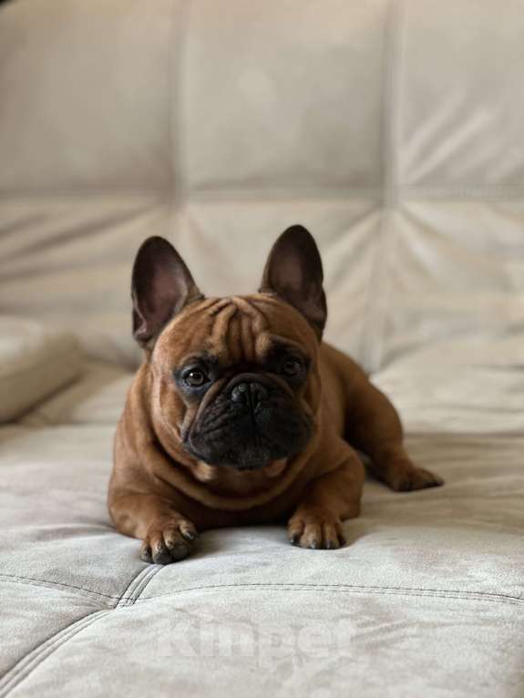 Собаки в Краснодаре: Вязка Арчи Мальчик, Бесплатно - фото 2