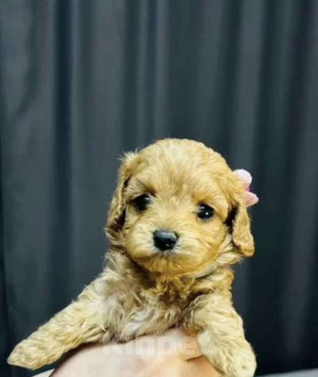 Собаки в Москве: Щенки мальтипу Девочка, 60 000 руб. - фото 2