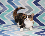 Кошки в Москве: Миниатюрная Джина Девочка, Бесплатно - фото 2