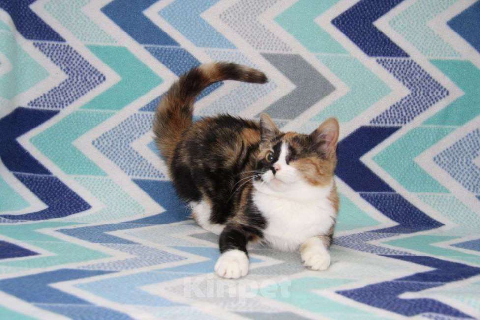 Кошки в Москве: Миниатюрная Джина Девочка, Бесплатно - фото 2