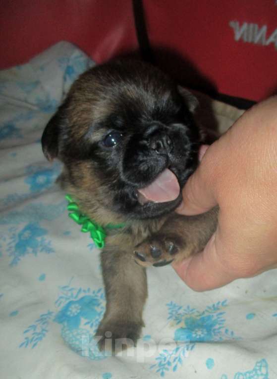 Собаки в Пскове: Щенок пти брабансона Мальчик, 50 000 руб. - фото 2