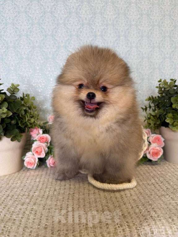 Собаки в Тюмени: Классный парень померанского шпица  Dakster Мальчик, Бесплатно - фото 7