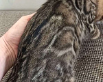 Кошки в Москве: Бенгальская девочка Девочка, 25 000 руб. - фото 7