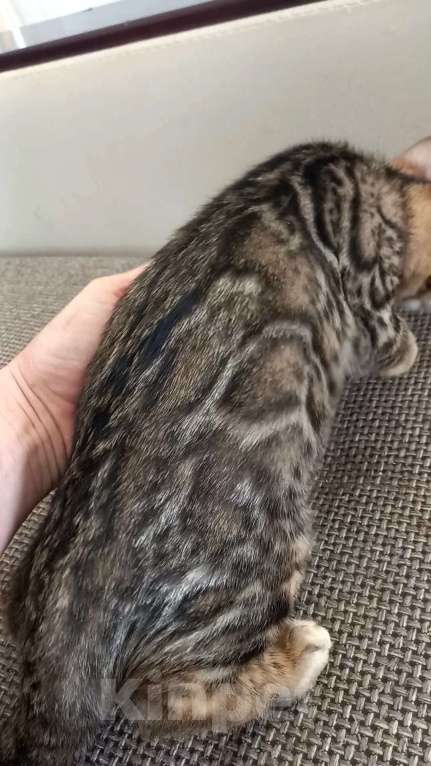 Кошки в Москве: Бенгальская девочка Девочка, 25 000 руб. - фото 7