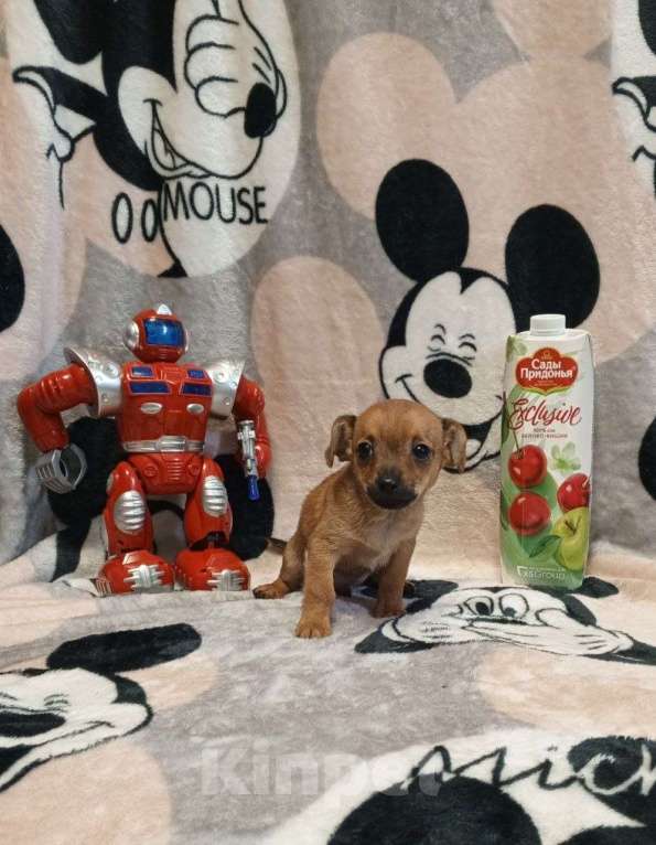Собаки в Челябинске: Щенки той терьера Мальчик, 15 000 руб. - фото 5