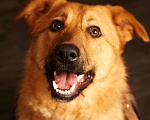 Собаки в Сергиеве Посаде: Изюминка маленькая собачка мечтает стать домашней Девочка, 1 руб. - фото 3