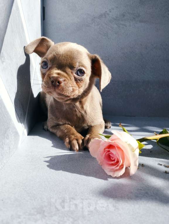 Собаки в Москве: Лиловая девочка щенки чихуахуа Девочка, 40 000 руб. - фото 4