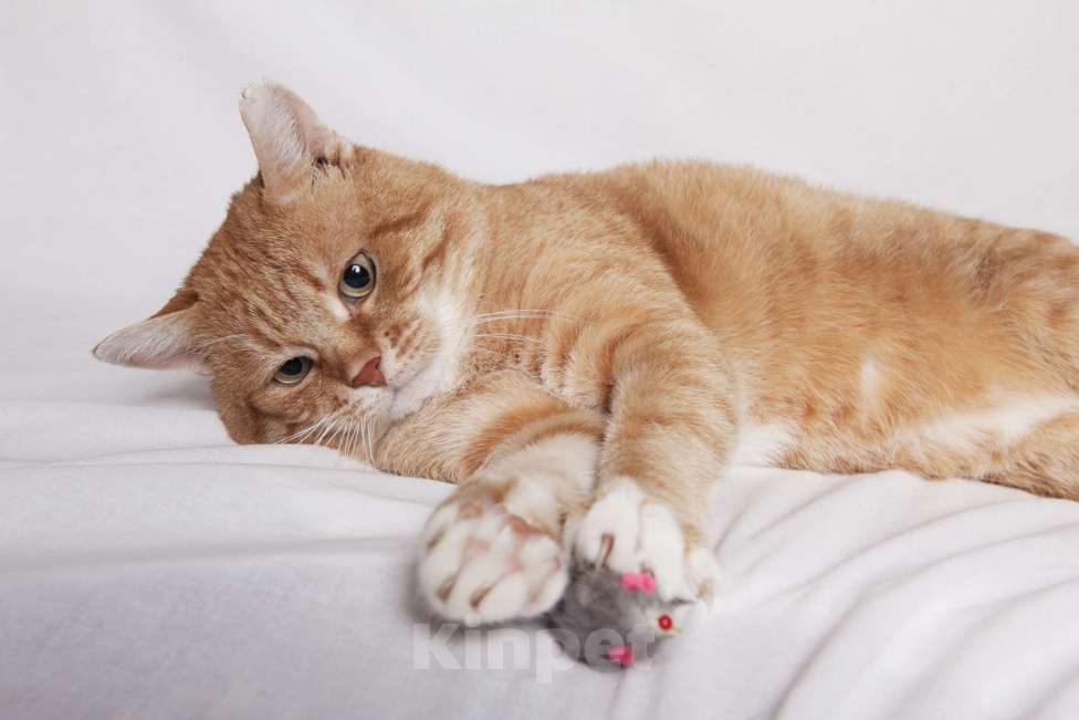 Кошки в Москве: Брутальный рыжий кот в добрые руки  Мальчик, Бесплатно - фото 2