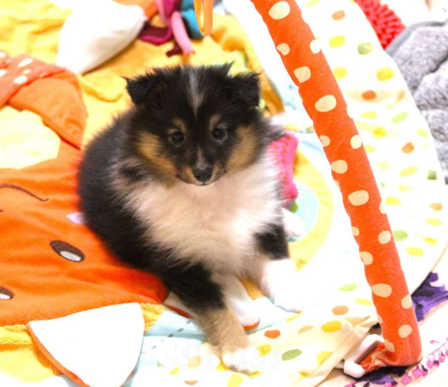 Собаки в Вологде: Очаровательная сука шелти Девочка, Бесплатно - фото 10