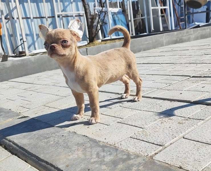 Собаки в Саратове: Милашка Чихуахуа Девочка, Бесплатно - фото 4