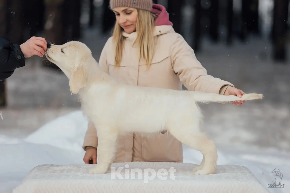 Собаки в Красноярске: Высокопородные щенки Золотистого ретривера Мальчик, Бесплатно - фото 3