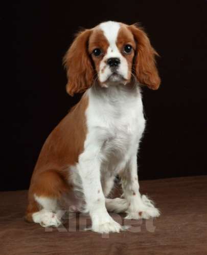 Собаки в Санкт-Петербурге: Девочка кавалерочка... 5месяцев Девочка, 55 000 руб. - фото 2