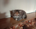 Кошки в Краснодаре: Кошечка - черепашечка Девочка, 5 000 руб. - фото 7