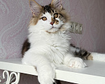 Кошки в Барнауле: Котенок мейн-куна Степа Мальчик, Бесплатно - фото 2