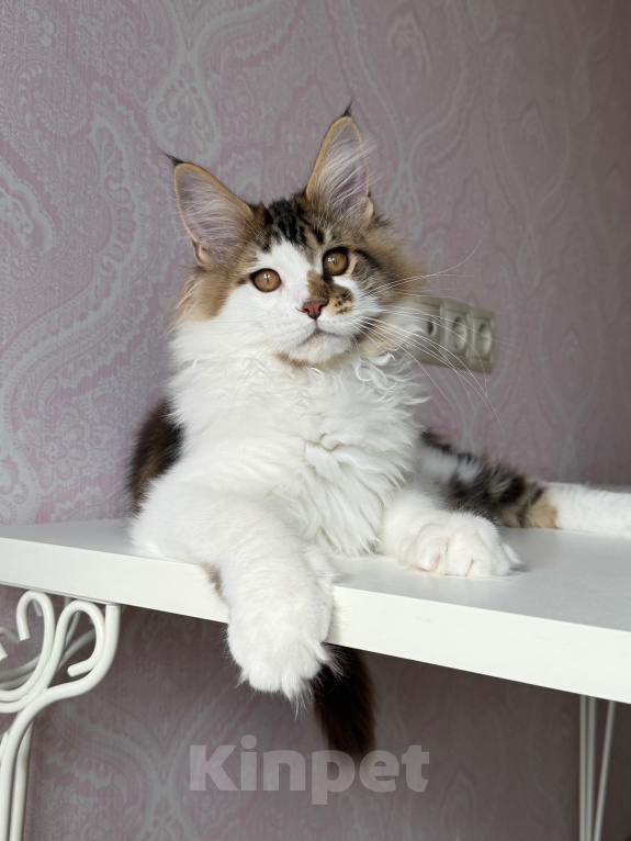 Кошки в Барнауле: Котенок мейн-куна Степа Мальчик, Бесплатно - фото 2