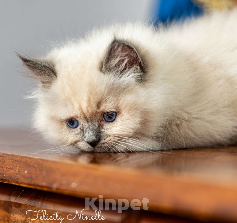 Кошки в Московском: котята рэгдолл Мальчик, Бесплатно - фото 10