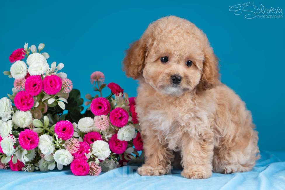 Собаки в Санкт-Петербурге: Щенки мальтипу Девочка, 120 000 руб. - фото 7