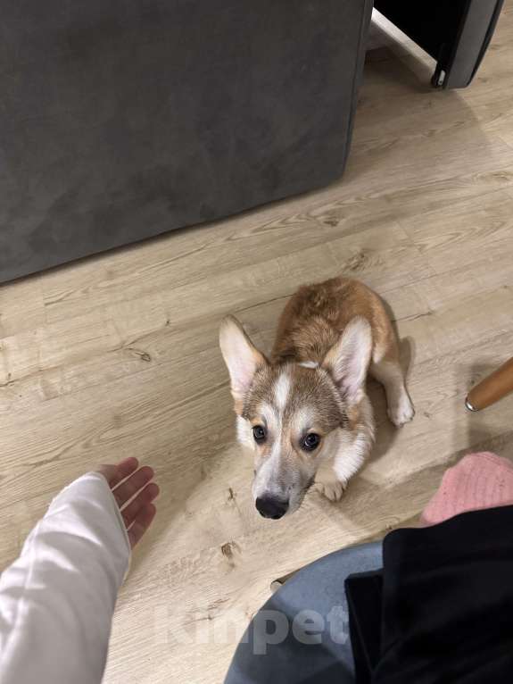 Собаки в Москве: Щенок велыш корги пемборк  Мальчик, Бесплатно - фото 3