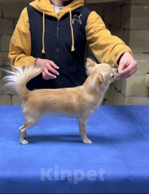 Собаки в Москве: Чихуахуа длиношерстная сука  Девочка, 100 000 руб. - фото 3