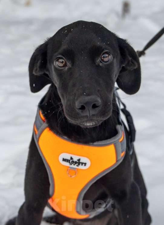 Собаки в Москве: Метис Лора ищет дом Девочка, Бесплатно - фото 3